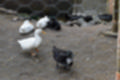 Beeldnr : 53 van 59
Naam : jj8b4385.jpg
Folder : fotos/jaren-201x/2019-2/denemarken/11-aug/
Formaat : 1200 x 800px
Thumb : 120 x 80px
Richting : Landschap
Bloknr : 2 van 2
Beeldnrs : 51 tm 59
Beelden in blok : 9