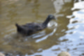 Beeldnr : 54 van 59
Naam : jj8b4386.jpg
Folder : fotos/jaren-201x/2019-2/denemarken/11-aug/
Formaat : 1200 x 800px
Thumb : 120 x 80px
Richting : Landschap
Bloknr : 2 van 2
Beeldnrs : 51 tm 59
Beelden in blok : 9