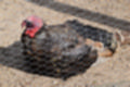 Beeldnr : 55 van 59
Naam : jj8b4388.jpg
Folder : fotos/jaren-201x/2019-2/denemarken/11-aug/
Formaat : 1200 x 800px
Thumb : 120 x 80px
Richting : Landschap
Bloknr : 2 van 2
Beeldnrs : 51 tm 59
Beelden in blok : 9
