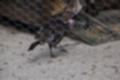 Beeldnr : 56 van 59
Naam : jj8b4390.jpg
Folder : fotos/jaren-201x/2019-2/denemarken/11-aug/
Formaat : 1200 x 800px
Thumb : 120 x 80px
Richting : Landschap
Bloknr : 2 van 2
Beeldnrs : 51 tm 59
Beelden in blok : 9