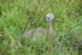 Beeldnr : 30 van 231
Naam : jj8g4753.jpg
Folder : fotos/jaren-201x/2019-2/denemarken/16-aug/
Formaat : 1200 x 800px
Thumb : 120 x 80px
Richting : Landschap
Bloknr : 1 van 5
Beeldnrs : 1 tm 50
Beelden in blok : 50