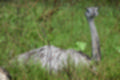 Beeldnr : 31 van 231
Naam : jj8g4756.jpg
Folder : fotos/jaren-201x/2019-2/denemarken/16-aug/
Formaat : 1200 x 800px
Thumb : 120 x 80px
Richting : Landschap
Bloknr : 1 van 5
Beeldnrs : 1 tm 50
Beelden in blok : 50