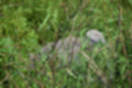 Beeldnr : 32 van 231
Naam : jj8g4758.jpg
Folder : fotos/jaren-201x/2019-2/denemarken/16-aug/
Formaat : 1200 x 800px
Thumb : 120 x 80px
Richting : Landschap
Bloknr : 1 van 5
Beeldnrs : 1 tm 50
Beelden in blok : 50