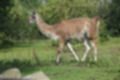 Beeldnr : 33 van 231
Naam : jj8g4761.jpg
Folder : fotos/jaren-201x/2019-2/denemarken/16-aug/
Formaat : 1200 x 800px
Thumb : 120 x 80px
Richting : Landschap
Bloknr : 1 van 5
Beeldnrs : 1 tm 50
Beelden in blok : 50