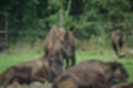 Beeldnr : 43 van 231
Naam : jj8g4791.jpg
Folder : fotos/jaren-201x/2019-2/denemarken/16-aug/
Formaat : 1200 x 800px
Thumb : 120 x 80px
Richting : Landschap
Bloknr : 1 van 5
Beeldnrs : 1 tm 50
Beelden in blok : 50