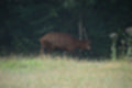 Beeldnr : 44 van 231
Naam : jj8g4793.jpg
Folder : fotos/jaren-201x/2019-2/denemarken/16-aug/
Formaat : 1200 x 800px
Thumb : 120 x 80px
Richting : Landschap
Bloknr : 1 van 5
Beeldnrs : 1 tm 50
Beelden in blok : 50