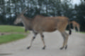 Beeldnr : 49 van 231
Naam : jj8g4810.jpg
Folder : fotos/jaren-201x/2019-2/denemarken/16-aug/
Formaat : 1200 x 800px
Thumb : 120 x 80px
Richting : Landschap
Bloknr : 1 van 5
Beeldnrs : 1 tm 50
Beelden in blok : 50
