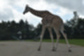 Beeldnr : 53 van 231
Naam : jj8g4824.jpg
Folder : fotos/jaren-201x/2019-2/denemarken/16-aug/
Formaat : 1200 x 800px
Thumb : 120 x 80px
Richting : Landschap
Bloknr : 2 van 5
Beeldnrs : 51 tm 100
Beelden in blok : 50
