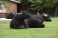 Beeldnr : 69 van 231
Naam : jj8g4857.jpg
Folder : fotos/jaren-201x/2019-2/denemarken/16-aug/
Formaat : 1200 x 800px
Thumb : 120 x 80px
Richting : Landschap
Bloknr : 2 van 5
Beeldnrs : 51 tm 100
Beelden in blok : 50