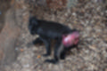 Beeldnr : 71 van 231
Naam : jj8g4861.jpg
Folder : fotos/jaren-201x/2019-2/denemarken/16-aug/
Formaat : 1200 x 800px
Thumb : 120 x 80px
Richting : Landschap
Bloknr : 2 van 5
Beeldnrs : 51 tm 100
Beelden in blok : 50