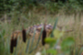Beeldnr : 79 van 231
Naam : jj8g4876.jpg
Folder : fotos/jaren-201x/2019-2/denemarken/16-aug/
Formaat : 1200 x 800px
Thumb : 120 x 80px
Richting : Landschap
Bloknr : 2 van 5
Beeldnrs : 51 tm 100
Beelden in blok : 50