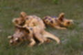 Beeldnr : 105 van 231
Naam : jj8g4912.jpg
Folder : fotos/jaren-201x/2019-2/denemarken/16-aug/
Formaat : 1200 x 800px
Thumb : 120 x 80px
Richting : Landschap
Bloknr : 3 van 5
Beeldnrs : 101 tm 150
Beelden in blok : 50