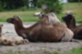 Beeldnr : 124 van 231
Naam : jj8g4937.jpg
Folder : fotos/jaren-201x/2019-2/denemarken/16-aug/
Formaat : 1200 x 800px
Thumb : 120 x 80px
Richting : Landschap
Bloknr : 3 van 5
Beeldnrs : 101 tm 150
Beelden in blok : 50