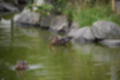 Beeldnr : 125 van 231
Naam : jj8g4939.jpg
Folder : fotos/jaren-201x/2019-2/denemarken/16-aug/
Formaat : 1200 x 800px
Thumb : 120 x 80px
Richting : Landschap
Bloknr : 3 van 5
Beeldnrs : 101 tm 150
Beelden in blok : 50