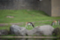Beeldnr : 127 van 231
Naam : jj8g4942.jpg
Folder : fotos/jaren-201x/2019-2/denemarken/16-aug/
Formaat : 1200 x 800px
Thumb : 120 x 80px
Richting : Landschap
Bloknr : 3 van 5
Beeldnrs : 101 tm 150
Beelden in blok : 50