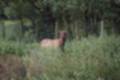 Beeldnr : 150 van 231
Naam : jj8g5017.jpg
Folder : fotos/jaren-201x/2019-2/denemarken/16-aug/
Formaat : 1200 x 800px
Thumb : 120 x 80px
Richting : Landschap
Bloknr : 3 van 5
Beeldnrs : 101 tm 150
Beelden in blok : 50