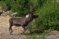 Beeldnr : 164 van 231
Naam : jj8g5041.jpg
Folder : fotos/jaren-201x/2019-2/denemarken/16-aug/
Formaat : 1200 x 800px
Thumb : 120 x 80px
Richting : Landschap
Bloknr : 4 van 5
Beeldnrs : 151 tm 200
Beelden in blok : 50