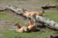 Beeldnr : 166 van 231
Naam : jj8g5045.jpg
Folder : fotos/jaren-201x/2019-2/denemarken/16-aug/
Formaat : 1200 x 800px
Thumb : 120 x 80px
Richting : Landschap
Bloknr : 4 van 5
Beeldnrs : 151 tm 200
Beelden in blok : 50