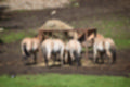 Beeldnr : 171 van 231
Naam : jj8g5053.jpg
Folder : fotos/jaren-201x/2019-2/denemarken/16-aug/
Formaat : 1200 x 800px
Thumb : 120 x 80px
Richting : Landschap
Bloknr : 4 van 5
Beeldnrs : 151 tm 200
Beelden in blok : 50