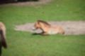 Beeldnr : 172 van 231
Naam : jj8g5054.jpg
Folder : fotos/jaren-201x/2019-2/denemarken/16-aug/
Formaat : 1200 x 800px
Thumb : 120 x 80px
Richting : Landschap
Bloknr : 4 van 5
Beeldnrs : 151 tm 200
Beelden in blok : 50