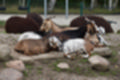 Beeldnr : 173 van 231
Naam : jj8g5058.jpg
Folder : fotos/jaren-201x/2019-2/denemarken/16-aug/
Formaat : 1200 x 800px
Thumb : 120 x 80px
Richting : Landschap
Bloknr : 4 van 5
Beeldnrs : 151 tm 200
Beelden in blok : 50