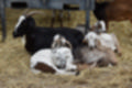 Beeldnr : 174 van 231
Naam : jj8g5059.jpg
Folder : fotos/jaren-201x/2019-2/denemarken/16-aug/
Formaat : 1200 x 800px
Thumb : 120 x 80px
Richting : Landschap
Bloknr : 4 van 5
Beeldnrs : 151 tm 200
Beelden in blok : 50