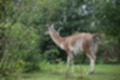 Beeldnr : 185 van 231
Naam : jj8g5079.jpg
Folder : fotos/jaren-201x/2019-2/denemarken/16-aug/
Formaat : 1200 x 800px
Thumb : 120 x 80px
Richting : Landschap
Bloknr : 4 van 5
Beeldnrs : 151 tm 200
Beelden in blok : 50