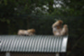 Beeldnr : 188 van 231
Naam : jj8g5086.jpg
Folder : fotos/jaren-201x/2019-2/denemarken/16-aug/
Formaat : 1200 x 800px
Thumb : 120 x 80px
Richting : Landschap
Bloknr : 4 van 5
Beeldnrs : 151 tm 200
Beelden in blok : 50