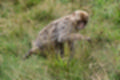 Beeldnr : 189 van 231
Naam : jj8g5088.jpg
Folder : fotos/jaren-201x/2019-2/denemarken/16-aug/
Formaat : 1200 x 800px
Thumb : 120 x 80px
Richting : Landschap
Bloknr : 4 van 5
Beeldnrs : 151 tm 200
Beelden in blok : 50
