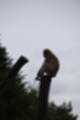 Beeldnr : 191 van 231
Naam : jj8g5092.jpg
Folder : fotos/jaren-201x/2019-2/denemarken/16-aug/
Formaat : 800 x 1200px
Thumb : 80 x 120px
Richting : Portret
Bloknr : 4 van 5
Beeldnrs : 151 tm 200
Beelden in blok : 50