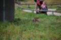 Beeldnr : 192 van 231
Naam : jj8g5095.jpg
Folder : fotos/jaren-201x/2019-2/denemarken/16-aug/
Formaat : 1200 x 800px
Thumb : 120 x 80px
Richting : Landschap
Bloknr : 4 van 5
Beeldnrs : 151 tm 200
Beelden in blok : 50