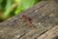 Beeldnr : 196 van 231
Naam : jj8g5106.jpg
Folder : fotos/jaren-201x/2019-2/denemarken/16-aug/
Formaat : 1200 x 800px
Thumb : 120 x 80px
Richting : Landschap
Bloknr : 4 van 5
Beeldnrs : 151 tm 200
Beelden in blok : 50
