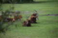 Beeldnr : 221 van 231
Naam : jj8g5149.jpg
Folder : fotos/jaren-201x/2019-2/denemarken/16-aug/
Formaat : 1200 x 800px
Thumb : 120 x 80px
Richting : Landschap
Bloknr : 5 van 5
Beeldnrs : 201 tm 231
Beelden in blok : 31