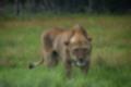 Beeldnr : 224 van 231
Naam : jj8g5156.jpg
Folder : fotos/jaren-201x/2019-2/denemarken/16-aug/
Formaat : 1200 x 800px
Thumb : 120 x 80px
Richting : Landschap
Bloknr : 5 van 5
Beeldnrs : 201 tm 231
Beelden in blok : 31