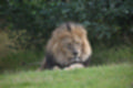 Beeldnr : 225 van 231
Naam : jj8g5159.jpg
Folder : fotos/jaren-201x/2019-2/denemarken/16-aug/
Formaat : 1200 x 800px
Thumb : 120 x 80px
Richting : Landschap
Bloknr : 5 van 5
Beeldnrs : 201 tm 231
Beelden in blok : 31