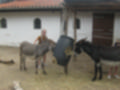 Beeldnr : 13 van 101
Naam : aj842418.jpg
Folder : fotos/jaren-201x/2019-2/denemarken/4-aug/
Formaat : 1200 x 900px
Thumb : 120 x 90px
Richting : Landschap
Bloknr : 1 van 3
Beeldnrs : 1 tm 50
Beelden in blok : 50