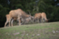 Beeldnr : 17 van 101
Naam : jj843538.jpg
Folder : fotos/jaren-201x/2019-2/denemarken/4-aug/
Formaat : 1200 x 800px
Thumb : 120 x 80px
Richting : Landschap
Bloknr : 1 van 3
Beeldnrs : 1 tm 50
Beelden in blok : 50