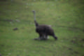 Beeldnr : 18 van 101
Naam : jj843541.jpg
Folder : fotos/jaren-201x/2019-2/denemarken/4-aug/
Formaat : 1200 x 800px
Thumb : 120 x 80px
Richting : Landschap
Bloknr : 1 van 3
Beeldnrs : 1 tm 50
Beelden in blok : 50