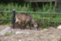 Beeldnr : 21 van 101
Naam : jj843546.jpg
Folder : fotos/jaren-201x/2019-2/denemarken/4-aug/
Formaat : 1200 x 800px
Thumb : 120 x 80px
Richting : Landschap
Bloknr : 1 van 3
Beeldnrs : 1 tm 50
Beelden in blok : 50