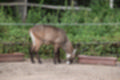 Beeldnr : 22 van 101
Naam : jj843548.jpg
Folder : fotos/jaren-201x/2019-2/denemarken/4-aug/
Formaat : 1200 x 800px
Thumb : 120 x 80px
Richting : Landschap
Bloknr : 1 van 3
Beeldnrs : 1 tm 50
Beelden in blok : 50