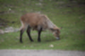 Beeldnr : 25 van 101
Naam : jj843558.jpg
Folder : fotos/jaren-201x/2019-2/denemarken/4-aug/
Formaat : 1200 x 800px
Thumb : 120 x 80px
Richting : Landschap
Bloknr : 1 van 3
Beeldnrs : 1 tm 50
Beelden in blok : 50