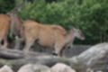 Beeldnr : 28 van 101
Naam : jj843573.jpg
Folder : fotos/jaren-201x/2019-2/denemarken/4-aug/
Formaat : 1200 x 800px
Thumb : 120 x 80px
Richting : Landschap
Bloknr : 1 van 3
Beeldnrs : 1 tm 50
Beelden in blok : 50