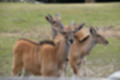 Beeldnr : 29 van 101
Naam : jj843575.jpg
Folder : fotos/jaren-201x/2019-2/denemarken/4-aug/
Formaat : 1200 x 800px
Thumb : 120 x 80px
Richting : Landschap
Bloknr : 1 van 3
Beeldnrs : 1 tm 50
Beelden in blok : 50