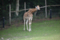 Beeldnr : 31 van 101
Naam : jj843581.jpg
Folder : fotos/jaren-201x/2019-2/denemarken/4-aug/
Formaat : 1200 x 800px
Thumb : 120 x 80px
Richting : Landschap
Bloknr : 1 van 3
Beeldnrs : 1 tm 50
Beelden in blok : 50