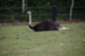 Beeldnr : 35 van 101
Naam : jj843597.jpg
Folder : fotos/jaren-201x/2019-2/denemarken/4-aug/
Formaat : 1200 x 800px
Thumb : 120 x 80px
Richting : Landschap
Bloknr : 1 van 3
Beeldnrs : 1 tm 50
Beelden in blok : 50