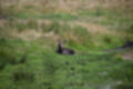 Beeldnr : 36 van 101
Naam : jj843602.jpg
Folder : fotos/jaren-201x/2019-2/denemarken/4-aug/
Formaat : 1200 x 800px
Thumb : 120 x 80px
Richting : Landschap
Bloknr : 1 van 3
Beeldnrs : 1 tm 50
Beelden in blok : 50