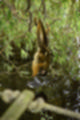 Beeldnr : 41 van 101
Naam : jj843617.jpg
Folder : fotos/jaren-201x/2019-2/denemarken/4-aug/
Formaat : 800 x 1200px
Thumb : 80 x 120px
Richting : Portret
Bloknr : 1 van 3
Beeldnrs : 1 tm 50
Beelden in blok : 50