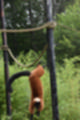 Beeldnr : 45 van 101
Naam : jj843627.jpg
Folder : fotos/jaren-201x/2019-2/denemarken/4-aug/
Formaat : 800 x 1200px
Thumb : 80 x 120px
Richting : Portret
Bloknr : 1 van 3
Beeldnrs : 1 tm 50
Beelden in blok : 50