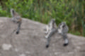 Beeldnr : 49 van 101
Naam : jj843640.jpg
Folder : fotos/jaren-201x/2019-2/denemarken/4-aug/
Formaat : 1200 x 800px
Thumb : 120 x 80px
Richting : Landschap
Bloknr : 1 van 3
Beeldnrs : 1 tm 50
Beelden in blok : 50