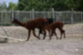 Beeldnr : 76 van 101
Naam : jj843749.jpg
Folder : fotos/jaren-201x/2019-2/denemarken/4-aug/
Formaat : 1200 x 800px
Thumb : 120 x 80px
Richting : Landschap
Bloknr : 2 van 3
Beeldnrs : 51 tm 100
Beelden in blok : 50